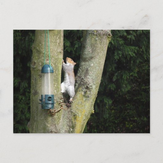 Graue Eichhörnchenkarte Postkarte (Vorderseite)