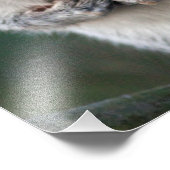 Graue Eichhörnchenprint Fotodruck (Ecke)