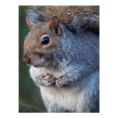 Graue Eichhörnchenprint Fotodruck (Vorne)