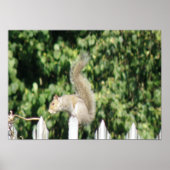 Graue Eichhörnchenprint Poster (Vorne)