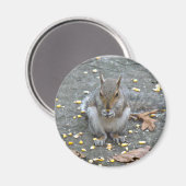Graue Eichhörnchenserie Magnet (Vorderseite/Rückseite)