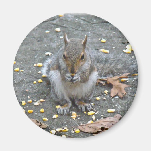 Graue Eichhörnchenserie Magnet (Vorne)
