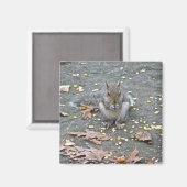 Graue Eichhörnchenserie Magnet (Vorderseite/Rückseite)