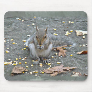 Graue Eichhörnchenserie Mousepad