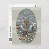 Graue Eichhörnchenserie Postkarte (Vorne/Hinten)