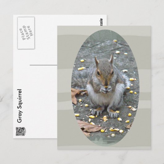 Graue Eichhörnchenserie Postkarte (Vorne/Hinten)