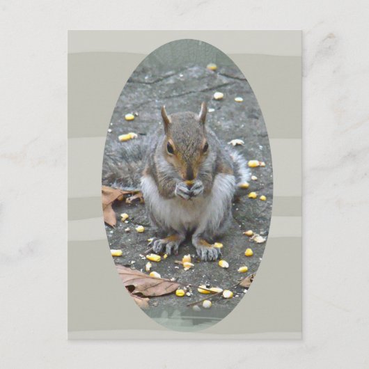 Graue Eichhörnchenserie Postkarte (Vorderseite)