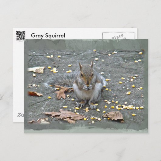 Graue Eichhörnchenserie Postkarte (Vorne/Hinten)