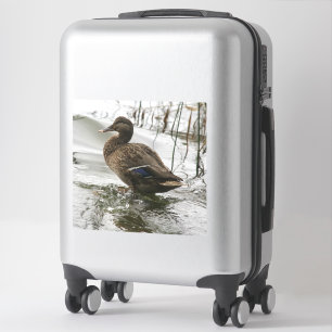 Graue Ente auf dem dunklen See Aufkleber