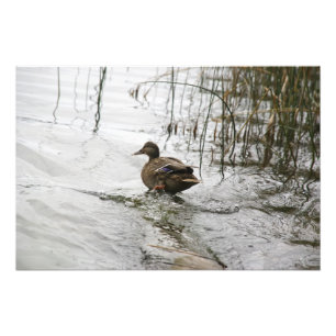 Graue Ente auf dem dunklen See Fotodruck
