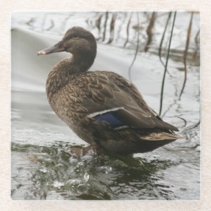 Graue Ente auf dem dunklen See Glasuntersetzer