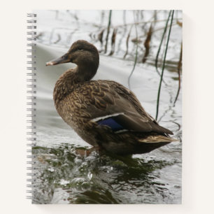 Graue Ente auf dem dunklen See Notizblock