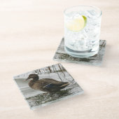 Graue Ente im Dunkeln des Sees Glasuntersetzer (Schrägansicht)