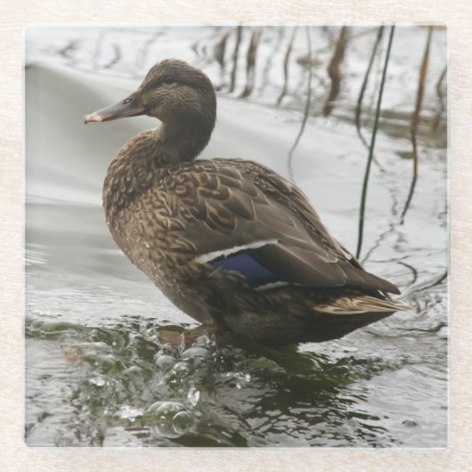 Graue Ente im Dunkeln des Sees Glasuntersetzer (Vorderseite)
