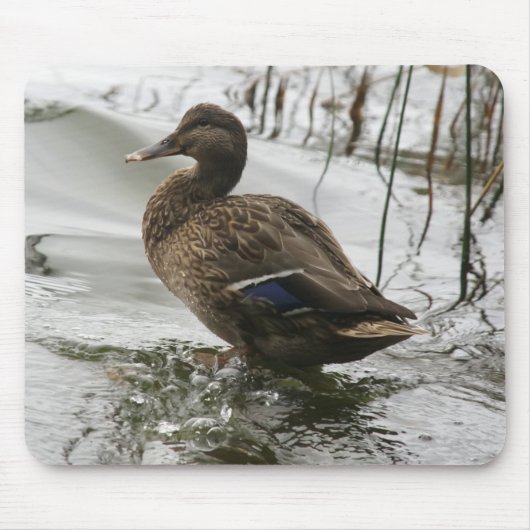 Graue Ente im Dunkeln des Sees Mousepad (Vorne)