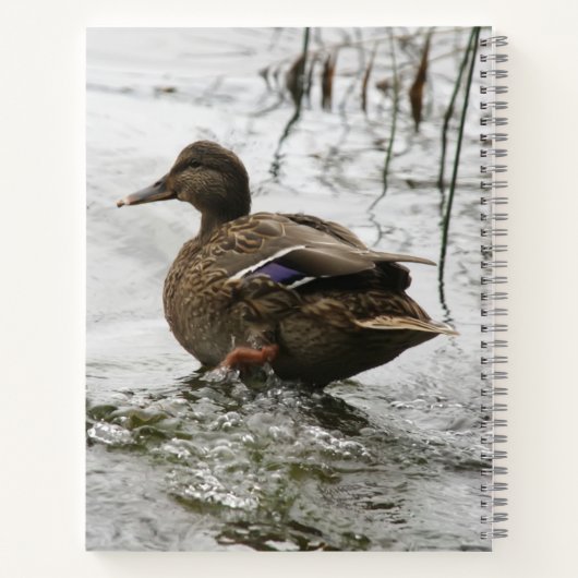 Graue Ente im Dunkeln des Sees Notizblock (Rückseite)