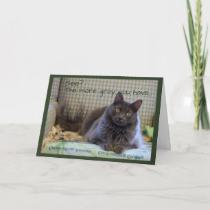 Graue flauschige Katze auf einem Stuhl Karte