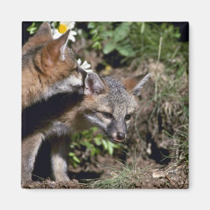 Graue Fuchs-junge Ausrüstungen Magnet