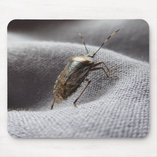Graue Gartenwanze Buggy stink bug Mousepad (Vorne)