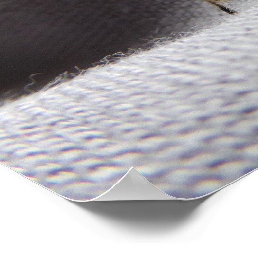 Graue Gartenwanze Buggy stink bug Poster (Ecke)