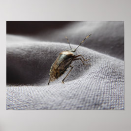 Graue Gartenwanze Buggy stink bug Poster
