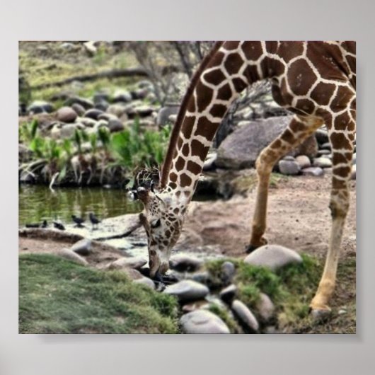 Graue Giraffe Poster (Vorne)