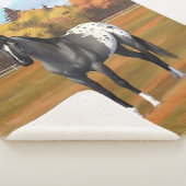 Graue Grulla Appaloosa Vierter Stallion Sherpadecke (3/4)