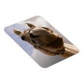 Graue Horse Nase Nah Magnet (Rechte Seite)
