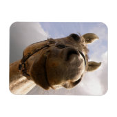 Graue Horse Nase Nah Magnet (Horizontal)
