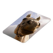 Graue Horse Nase Nah Magnet (Linke Seite)