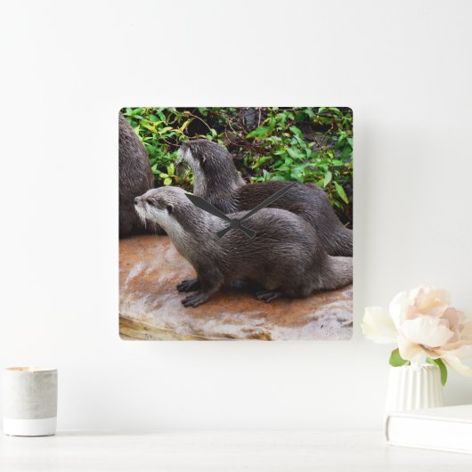 Graue Hungerotter, Uhr (Zuhause)