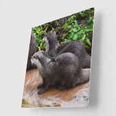 Graue Hungerotter, Uhr (Winkel)