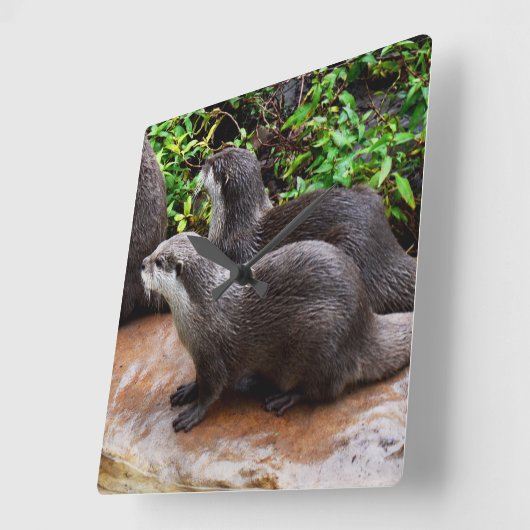 Graue Hungerotter, Uhr (Winkel)