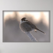 Graue Jay 2 Poster (Vorne)