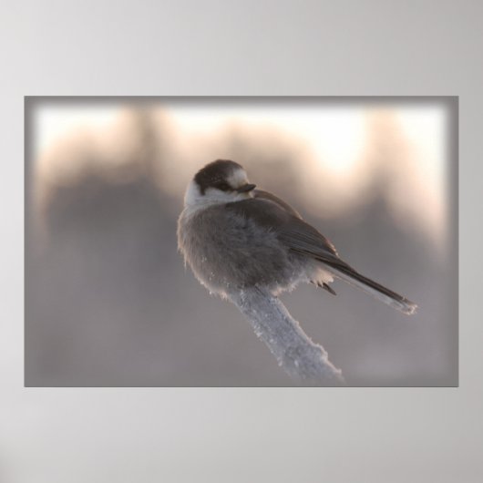 Graue Jay 2 Poster (Vorne)