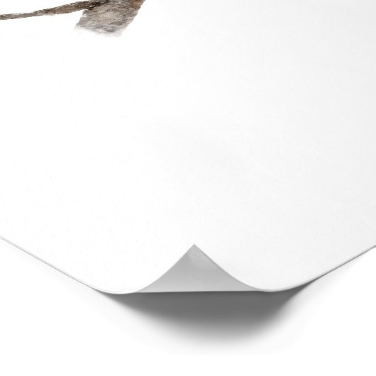 Graue Jay Bird Poster Print (Ecke)