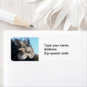 Graue Jay im Flug (Insitu)