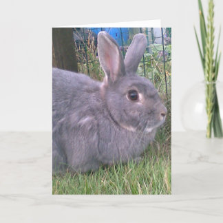 Graue Kaninchen-Grüße-Karte. Das Angebot an Verans Karte