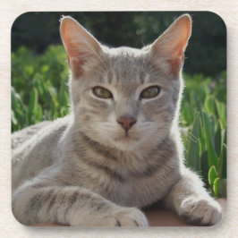 Graue Kat-Untersetzer Untersetzer