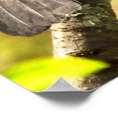 Graue Katvögel singen ihr Lied Poster (Ecke)