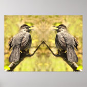 Graue Katvögel singen ihr Lied Poster (Vorne)