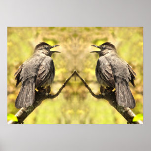 Graue Katvögel singen ihr Lied Poster
