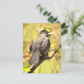 Graue Katvogel singt Song Postkarte (Stehend Vorderseite)