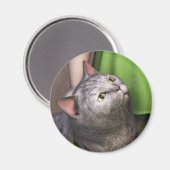 Graue Katze 3 Magnet (Vorderseite/Rückseite)