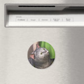Graue Katze 3 Magnet (In Situ (Geschirrspüler))