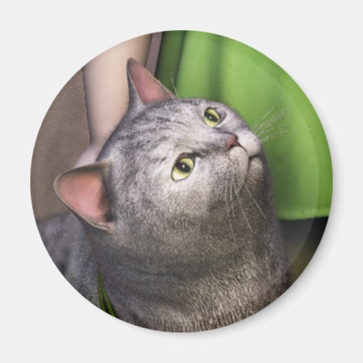 Graue Katze 3 Magnet (Vorne)