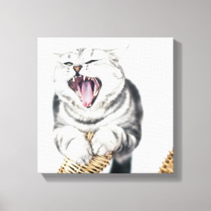 graue Katze auf weißem Hintergrund Leinwanddruck