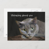 Graue Katze denkt über dich nach Postkarte (Vorne/Hinten)