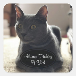 Graue Katze, die an Sie Aufkleber denkt