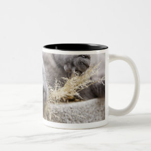 Graue Katze, die im Topf, Olargues, Herault, Zweifarbige Tasse